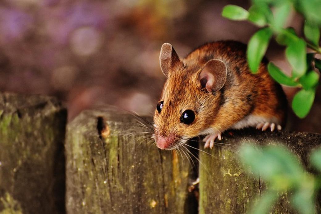 Rotella del mouse Microsoft troppo sensibile